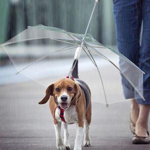 Dog Pet Umbrella for Small Dogs Pet Umbrella With Leash Holder