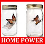 Butterfly in a jar